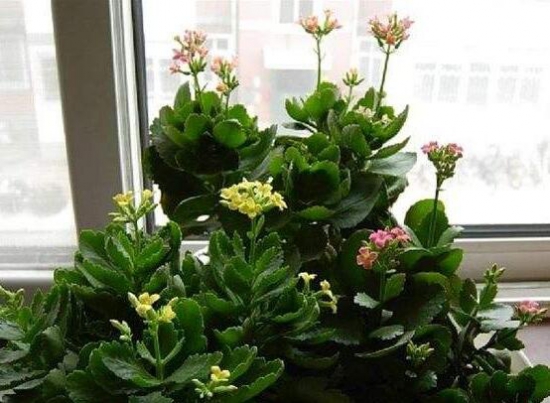 长寿花1年开几次花，长寿花花期是啥时候