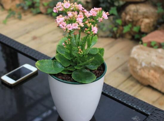 长寿花1年开几次花，长寿花花期是啥时候