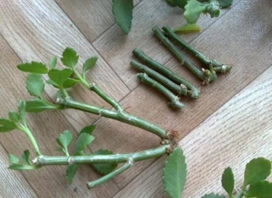 盘点五种长寿花扦插办法,手把手告诉你长寿花怎么扦插