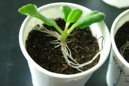 盘点五种长寿花扦插办法,手把手告诉你长寿花怎么扦插