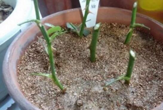 盘点五种长寿花扦插办法,手把手告诉你长寿花怎么扦插