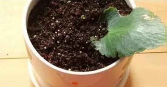 盘点五种长寿花扦插办法,手把手告诉你长寿花怎么扦插