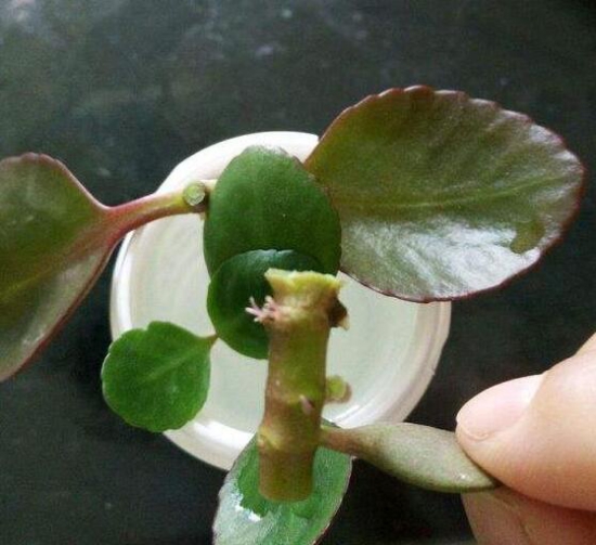 盘点五种长寿花扦插办法,手把手告诉你长寿花怎么扦插