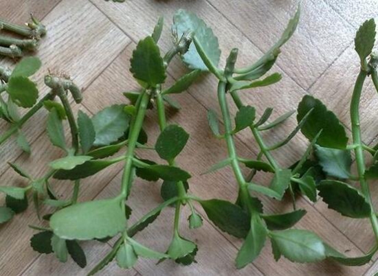 盘点五种长寿花扦插办法,手把手告诉你长寿花怎么扦插