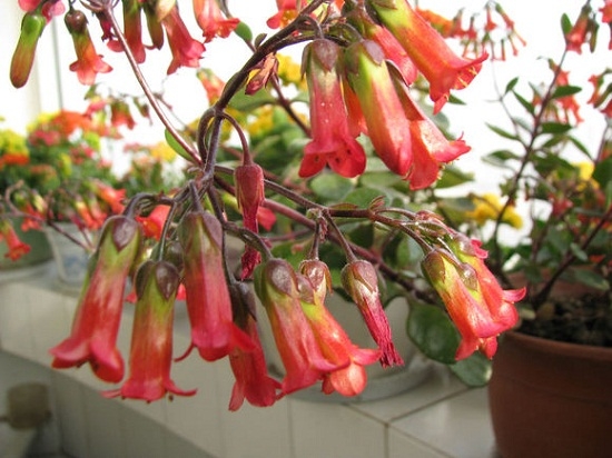 宫灯长寿花怎么度夏:供给低温环境,遮阴,通风,控水