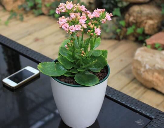 长寿花多长浇一次水?每隔3天到4天浇透一次水