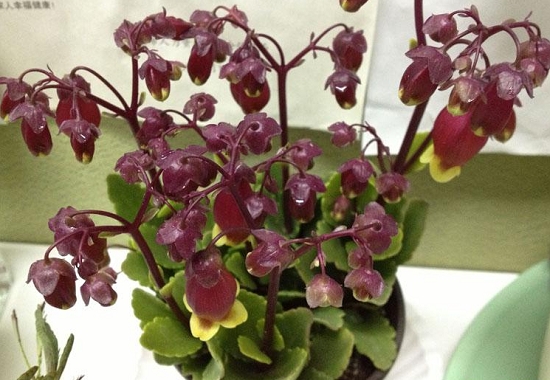 宫灯长寿花怎么度夏:供给低温环境,遮阴,通风,控水