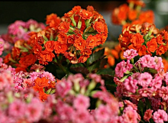 长寿花能在室内养殖吗:可以,但是具体状况需要具体看待