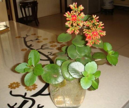 长寿花多长浇一次水?每隔3天到4天浇透一次水