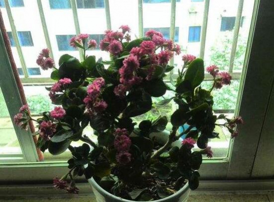 长寿花多长浇一次水?每隔3天到4天浇透一次水