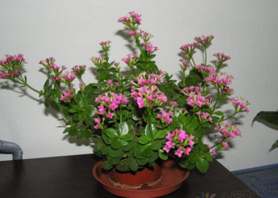 长寿花多长浇一次水?每隔3天到4天浇透一次水