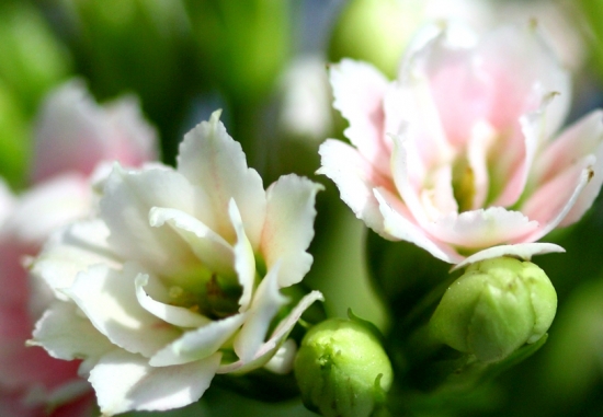 长寿花能在室内养殖吗:可以,但是具体状况需要具体看待