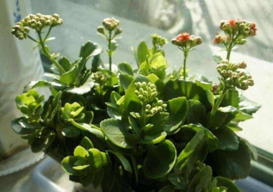 长寿花多长浇一次水?每隔3天到4天浇透一次水