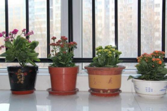 长寿花多长浇一次水?每隔3天到4天浇透一次水