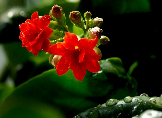 长寿花能在室内养殖吗:可以,但是具体状况需要具体看待