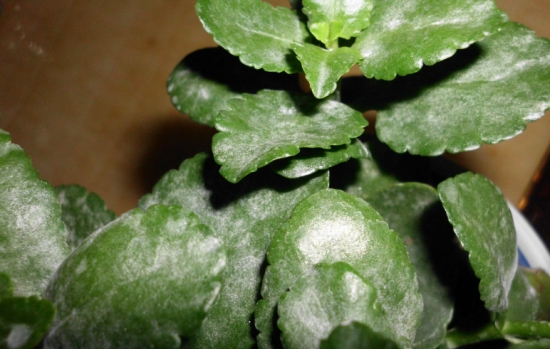 长寿花长白毛：维持通风，立刻隔离患病植株