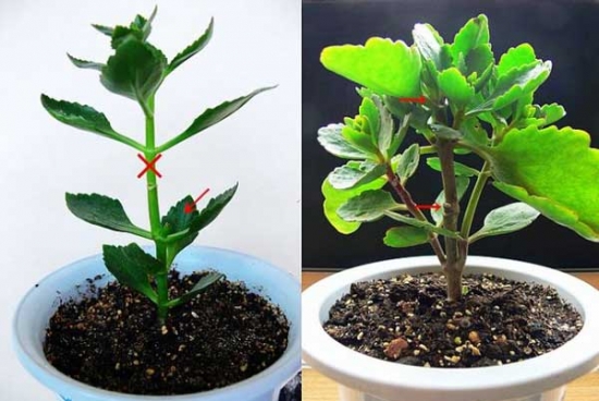 长寿花摘心：图文并茂