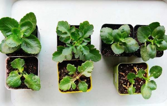 长寿花摘心：图文并茂