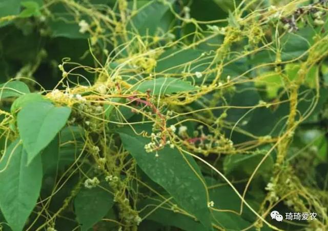 农村随处可见的“金丝草”不少人以为是祸害,懂它的当成“宝” 农村随处可见的“金丝草”不少人以为是祸害,懂它的当成“宝”