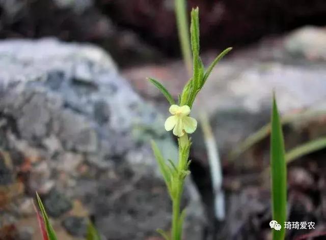 玉米田里的“独脚草”效用堪比人参但少人知，看到可别当杂草