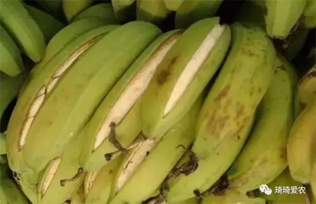 种植出的香蕉会经常出现裂果现象，我们应该怎么预防
