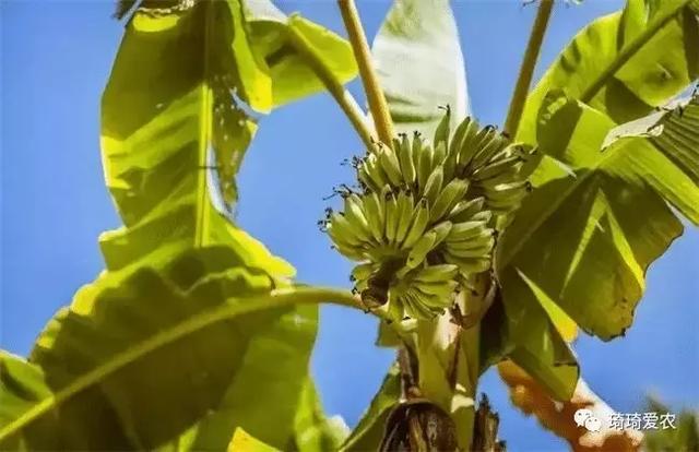 种植出的香蕉会经常出现裂果现象，我们应该怎么预防