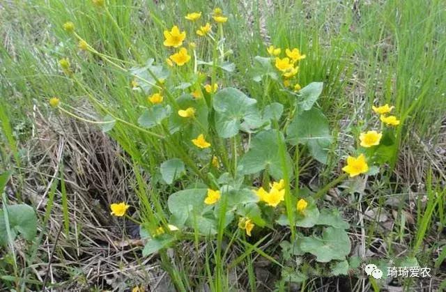 这野菜酷似“马蹄”，是农民常用的喂猪菜，远销日本却要上百元