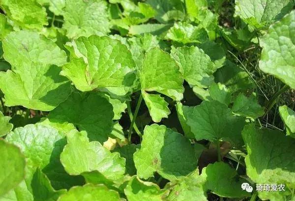 这野菜酷似“马蹄”，是农民常用的喂猪菜，远销日本却要上百元