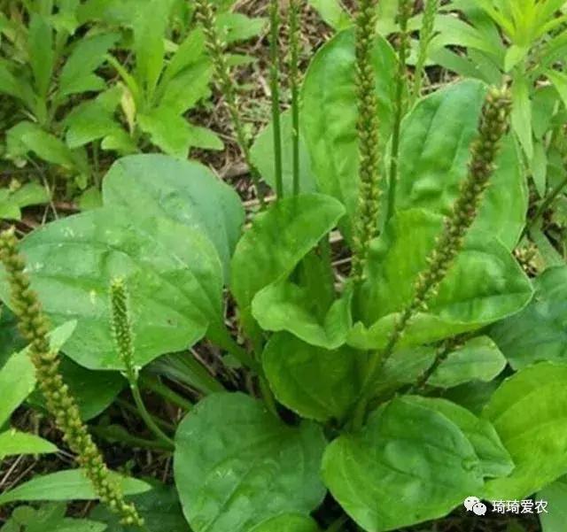 农村常见野草车前草，叶子形似猪耳朵，常吃眼睛更亮了