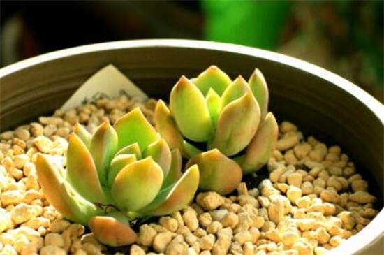 黄丽病虫害及防治办法，叶斑病处理病叶洒药防治