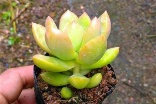 黄丽病虫害及防治办法，叶斑病处理病叶洒药防治