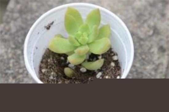 多肉黄丽化水解决办法，修剪处理更換盆土