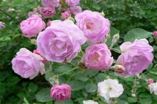蔷薇花花期是啥时候，差不多在5～6月开花