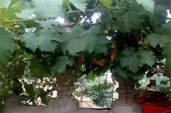 爬山虎对房子有损害吗，容易破坏墙壁招惹蚊虫