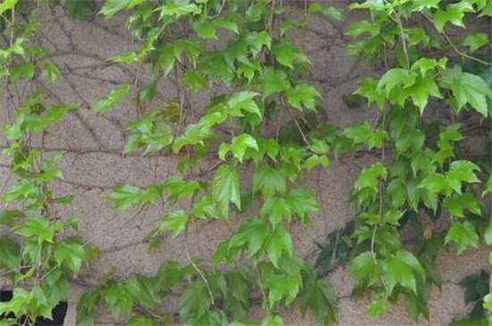 爬山虎的种类介绍，盘点八大经常遇见的品种