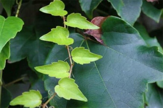 爬山虎的种类介绍，盘点八大经常遇见的品种