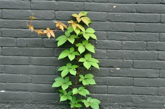 爬山虎的种类介绍，盘点八大经常遇见的品种