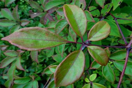 爬山虎的种类介绍，盘点八大经常遇见的品种