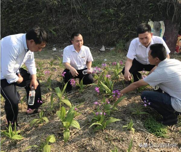 贵州小伙种植白芨从贫困户中精彩出列，成为当地创业致富带头人