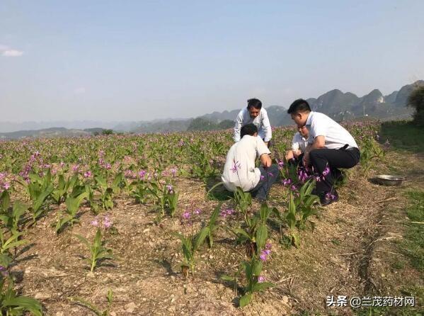 贵州小伙种植白芨从贫困户中精彩出列，成为当地创业致富带头人