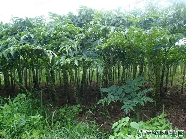种植魔芋用什么肥料?魔芋怎么施化肥好?