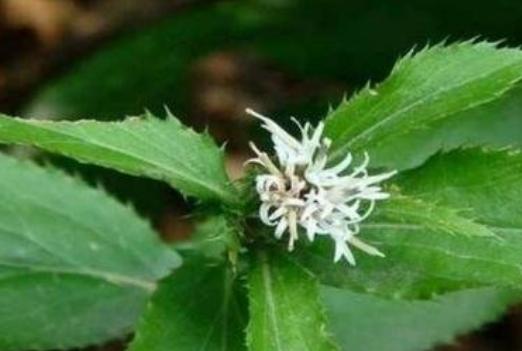 北苍术怎么种植?掌握这些种植要点,种出高价值好药材