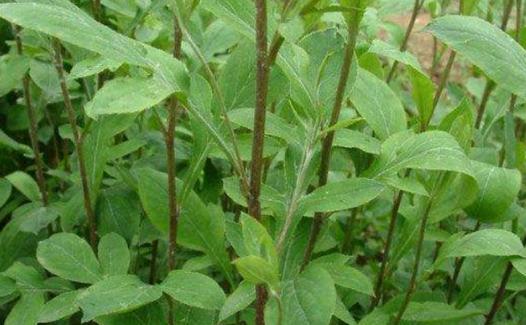 北苍术怎么种植?掌握这些种植要点,种出高价值好药材