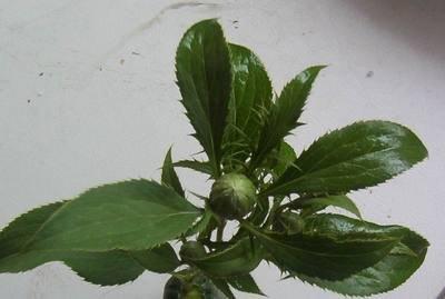 北苍术怎么种植?掌握这些种植要点,种出高价值好药材