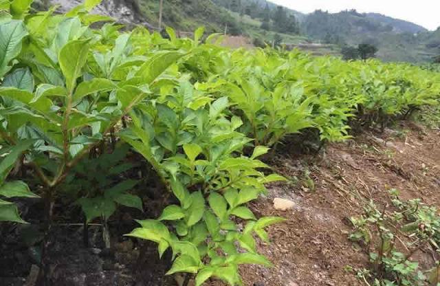 种植魔芋,想要提升产量,还需重点关注这几个方面