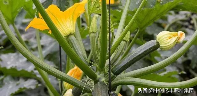 要让西葫芦长得好,只需做好这几步,保证能够高产