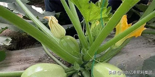 要让西葫芦长得好,只需做好这几步,保证能够高产