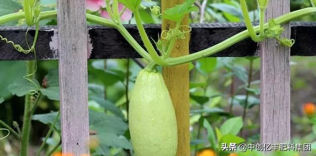 要让西葫芦长得好,只需做好这几步,保证能够高产
