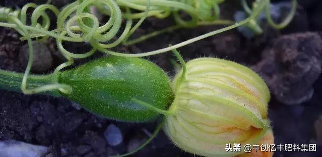 要让西葫芦长得好,只需做好这几步,保证能够高产