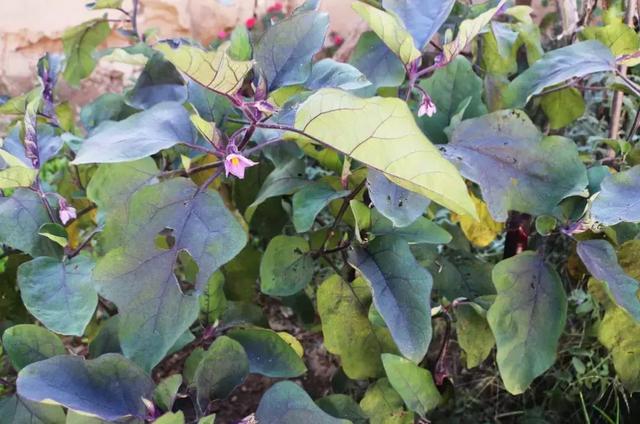 「种植技术」茄子产量翻一番,这里有秘诀!